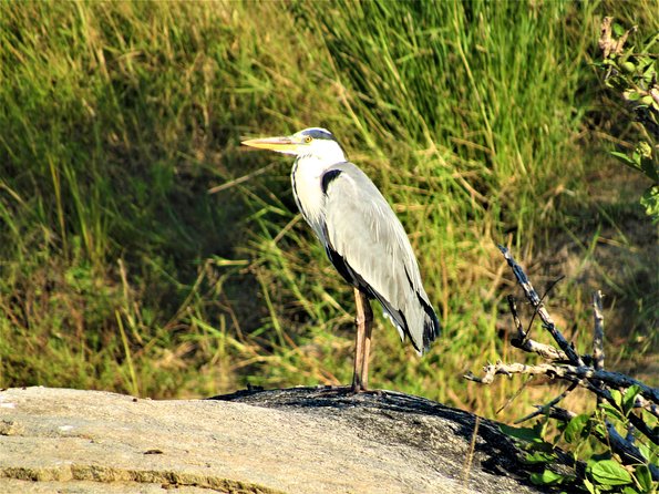 Morning Kruger National Park Safari - What the seven-hour format gives you