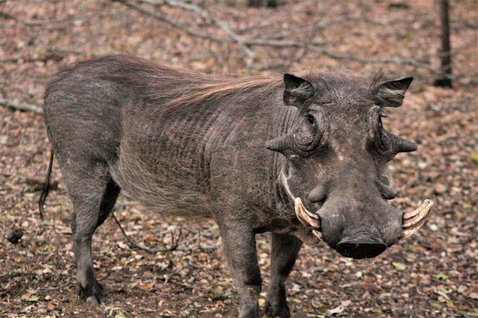 Morning Kruger National Park Safari - Guide quality is a major part of the value