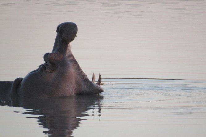 Morning Kruger National Park Safari - Price, park fees, and what you really pay