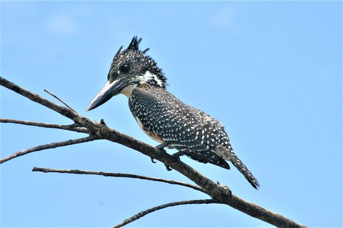 Morning Kruger National Park Safari - Practical preparation for a 5:30 a.m. safari