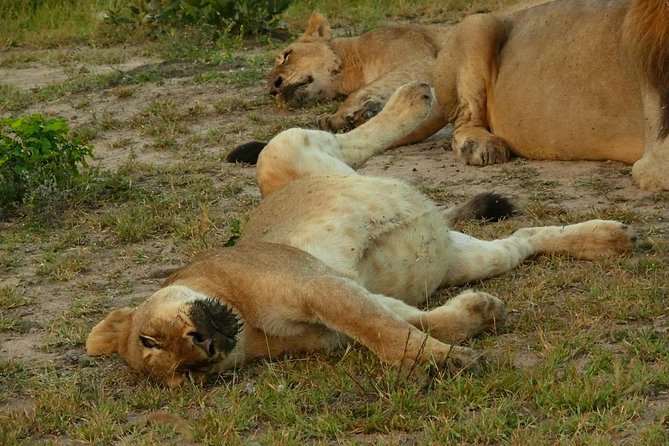 Morning Safari in Kruger National Park from Hazyview (AM KNP) - Why the morning matters in Kruger