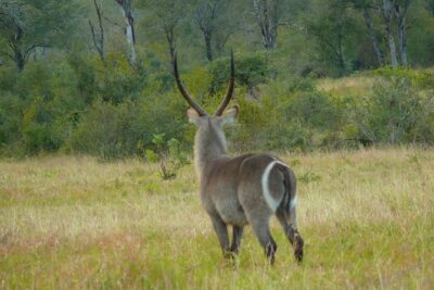 Morning Safari in Kruger National Park from Hazyview (AM KNP)