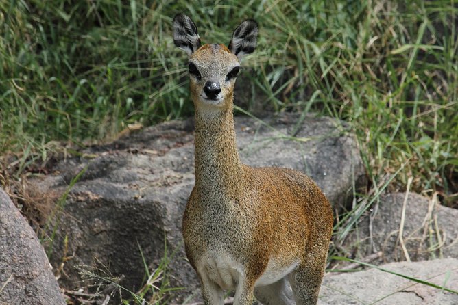 Morning Safari in Kruger National Park from Hazyview (AM KNP) - A strong choice for birdwatchers