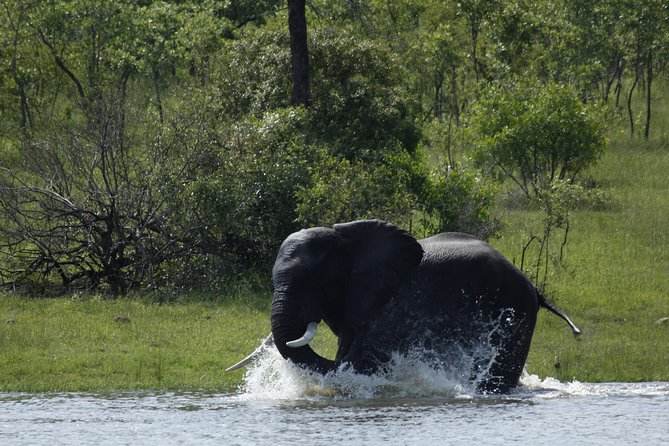 Morning Safari in Kruger National Park from Hazyview (AM KNP) - What the guide adds to the drive