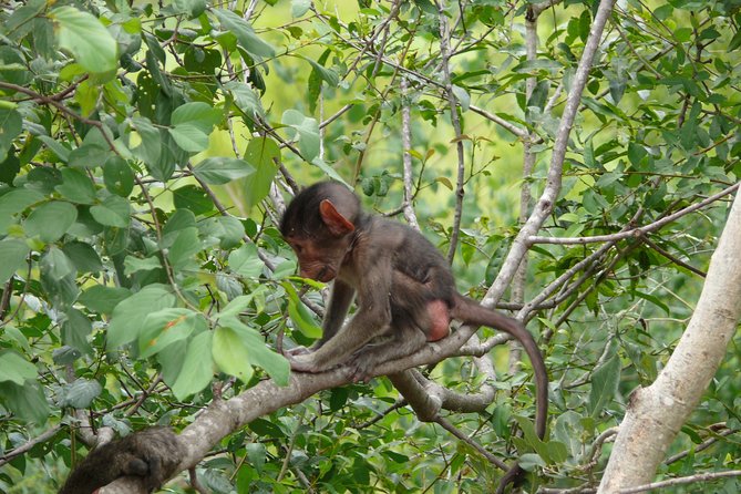 Morning Safari in Kruger National Park from Hazyview (AM KNP) - Is $96.83 a fair price?
