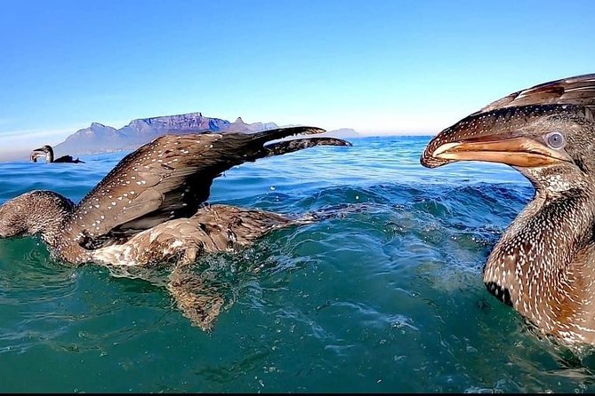 Ocean Safari - Slowing down to search for marine life