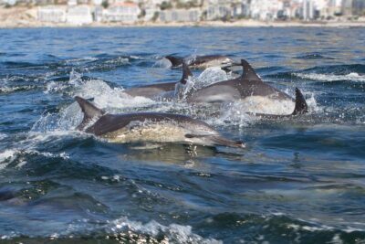 Ocean Wildlife Encounter in Cape Town
