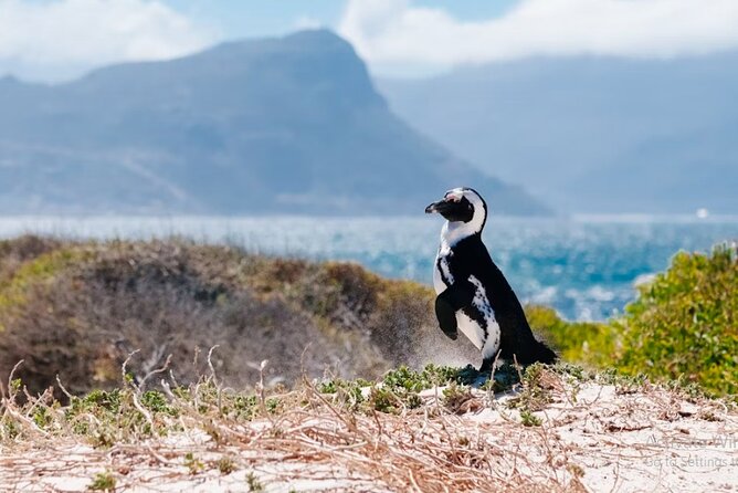 One Day Cape of Good and Penguin Colony Expedition from Cape Town - What this Cape Peninsula day does well