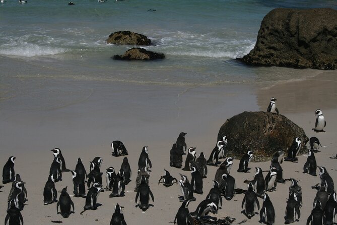 One Day Cape of Good and Penguin Colony Expedition from Cape Town - Bo-Kaap opens the day with color and memory