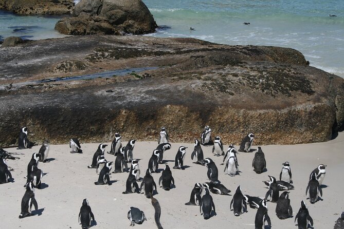 One Day Cape of Good and Penguin Colony Expedition from Cape Town - Hout Bay and the optional Seal Island cruise