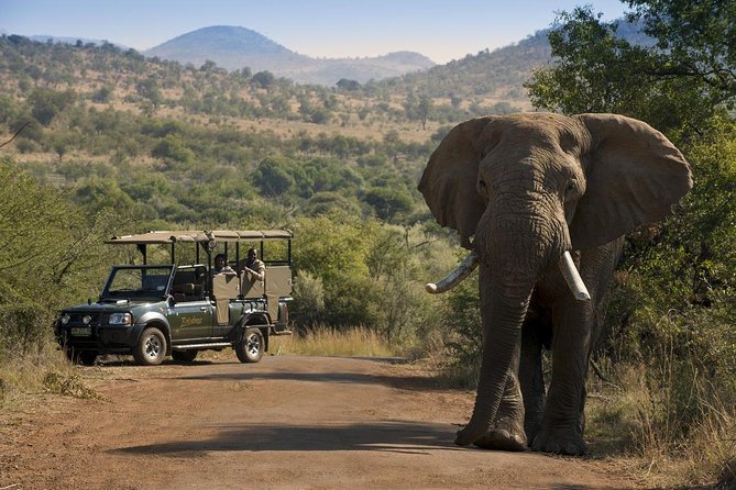 One day Safari including a 5 Hour Open Safari Vehicle Drive - Key points to know before booking