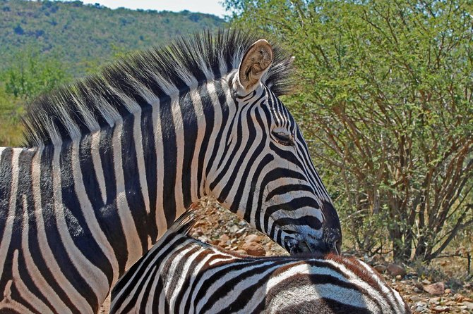 One day Safari including a 5 Hour Open Safari Vehicle Drive - Lunch at a waterhole in the middle of the park