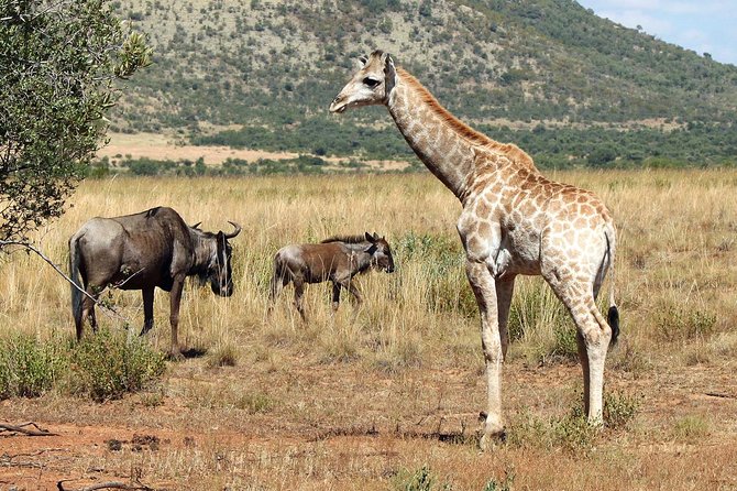 One day Safari including a 5 Hour Open Safari Vehicle Drive - Is $221.43 good value?