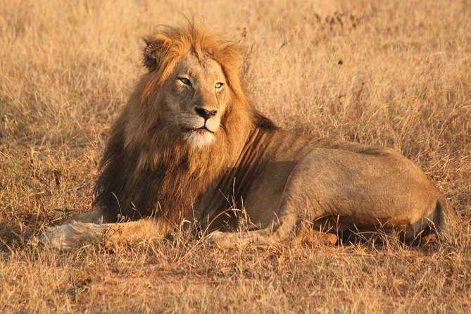 One day Safari including a 5 Hour Open Safari Vehicle Drive - Five hours on safari, with time to look properly