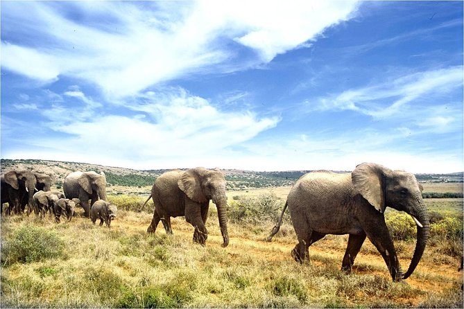 One-Way Hop-on Hop-off Bus from Cape Town to Port Elizabeth - Mossel Bay: The Garden Route begins here