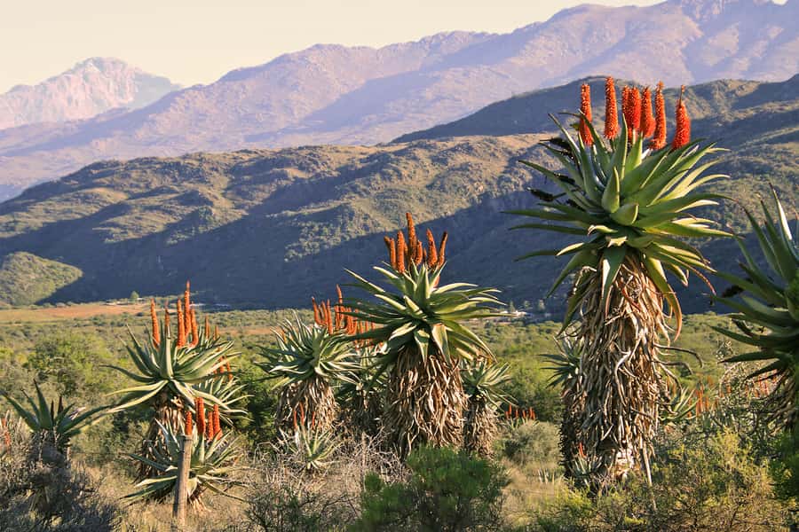 Oudtshoorn: Half-Day Swartberg Pass Private Guided Tour - Key points at a glance