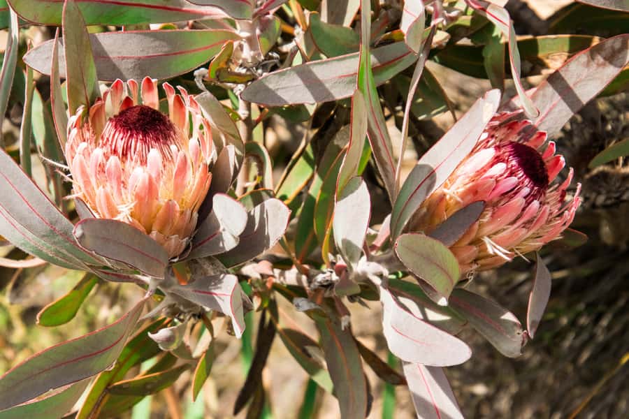 Oudtshoorn: Half-Day Swartberg Pass Private Guided Tour - Sandstone formations and mountain fynbos