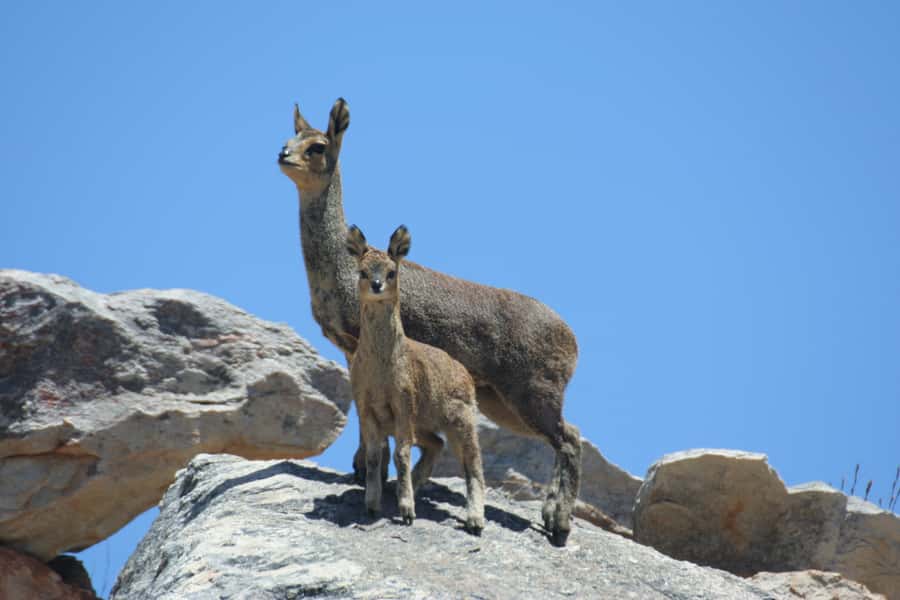 Oudtshoorn: Half-Day Swartberg Pass Private Guided Tour - Lunch in Oudtshoorn after the pass