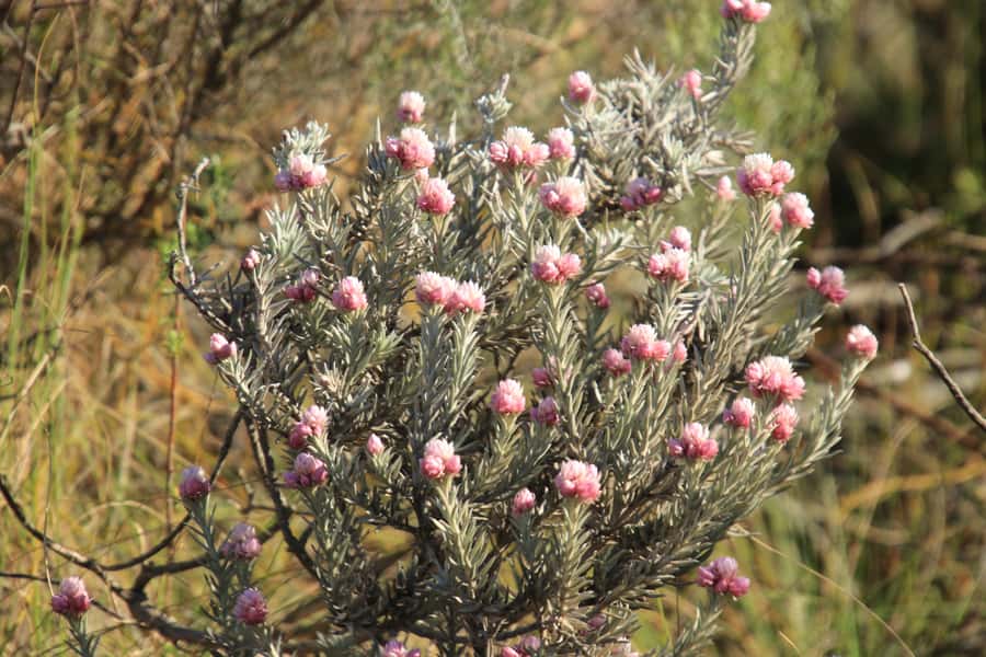 Oudtshoorn: Half-Day Swartberg Pass Private Guided Tour - What the private format adds at $164