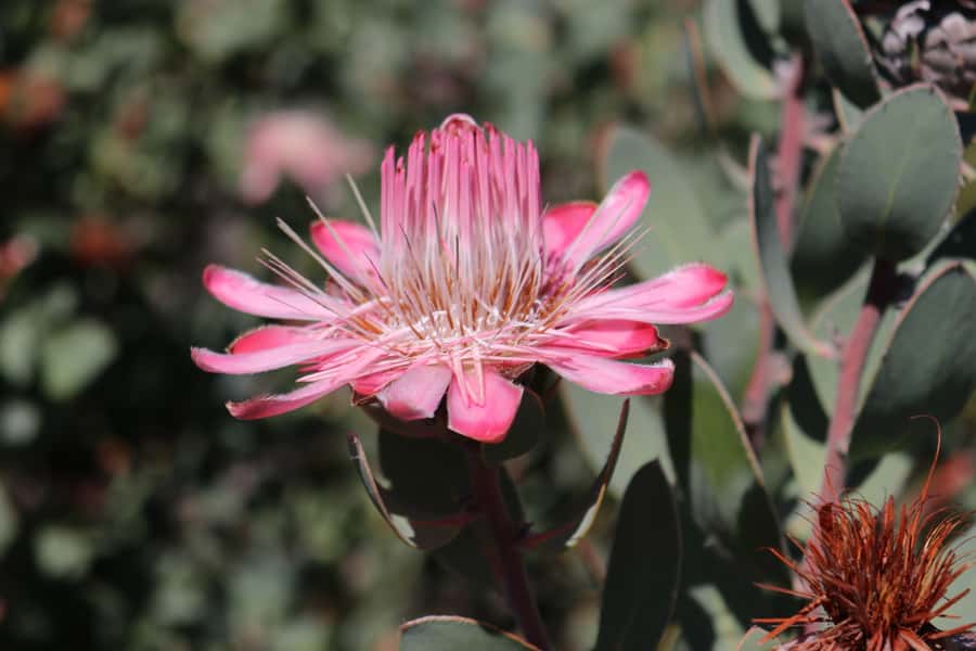 Oudtshoorn: Half-Day Swartberg Pass Private Guided Tour - Practical details before you reserve