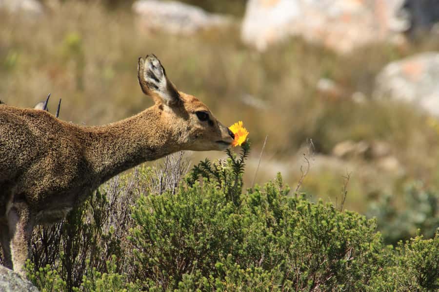 Oudtshoorn: Half-Day Swartberg Pass Private Guided Tour - From Oudtshoorn to Thomas Bain’s mountain road