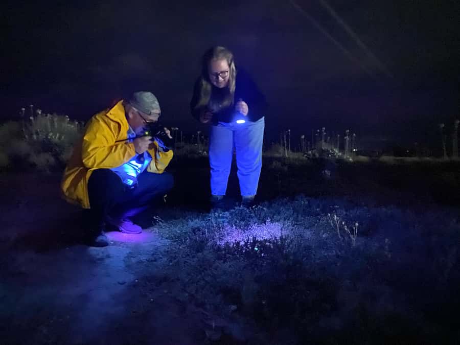 Oudtshoorn: Night Time Nature Walk - Key points to know before you go