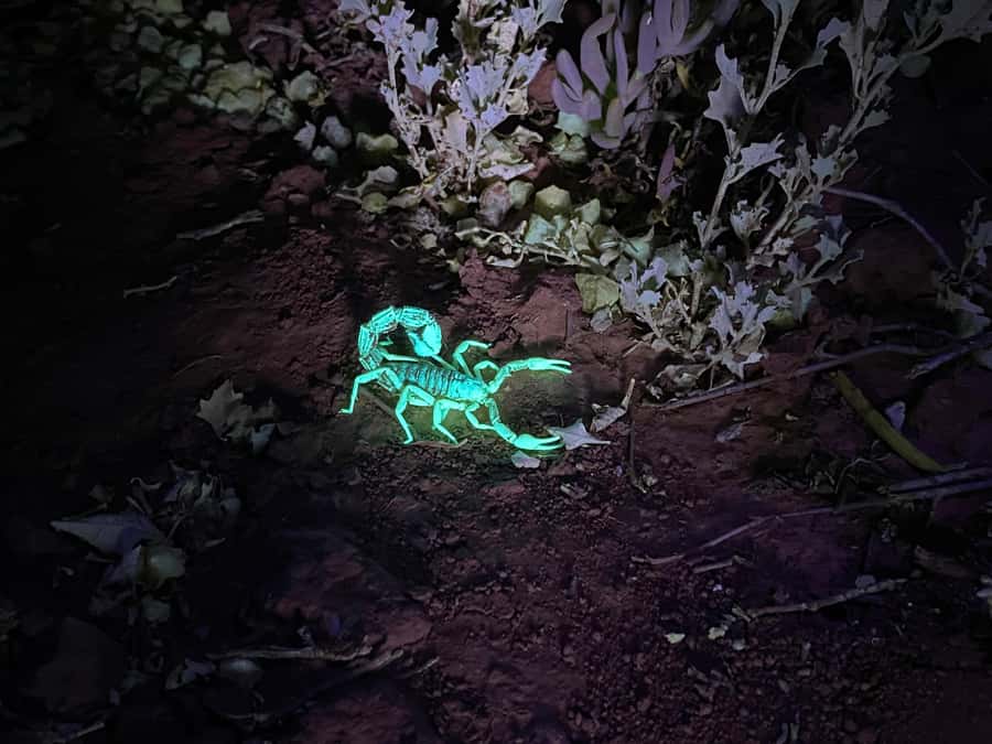 Oudtshoorn: Night Time Nature Walk - A night walk just outside Oudtshoorn