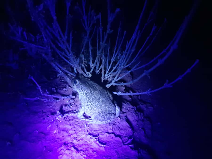 Oudtshoorn: Night Time Nature Walk - Why the UV torch changes the experience