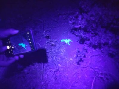 Night Time Nature Walk