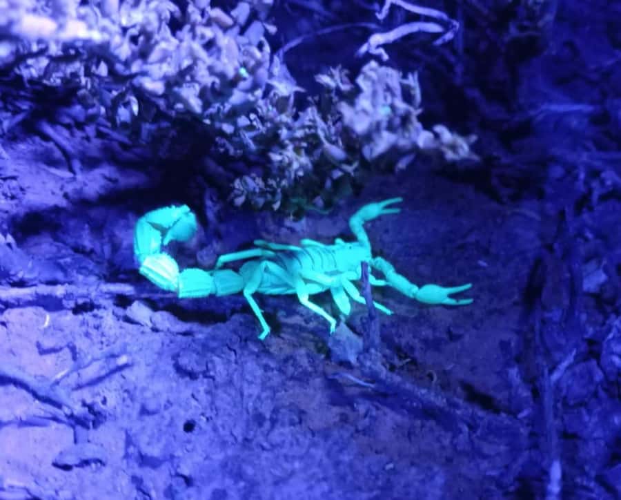 Oudtshoorn: Night Time Nature Walk - A responsible way to observe small wildlife