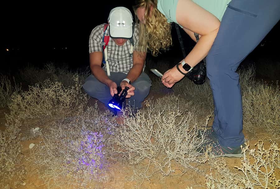 Oudtshoorn: Night Time Nature Walk - Is $59 a fair price?