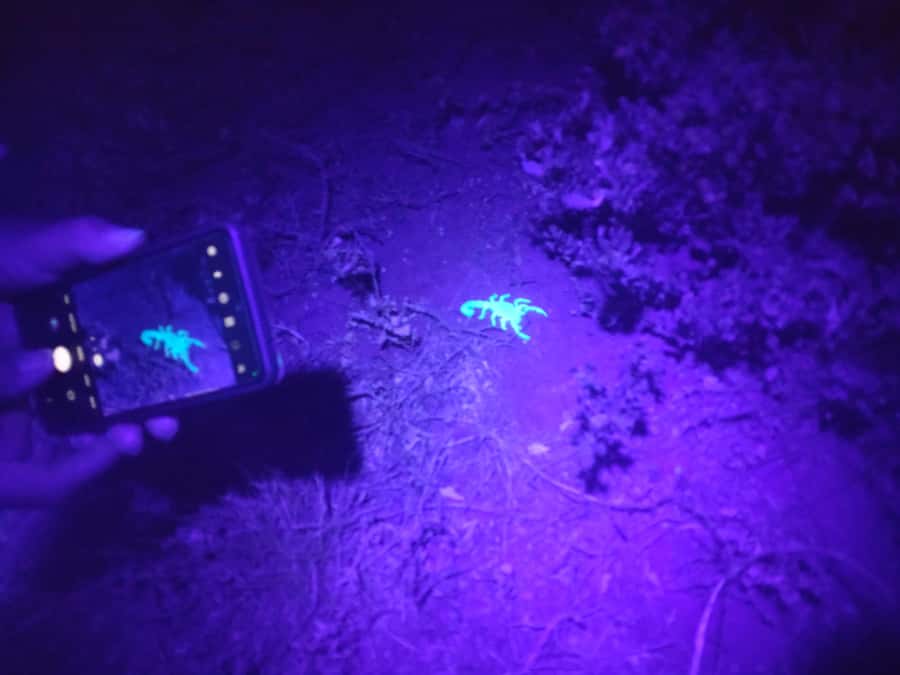 Oudtshoorn: Night Time Nature Walk - What the 90-minute walk is really like