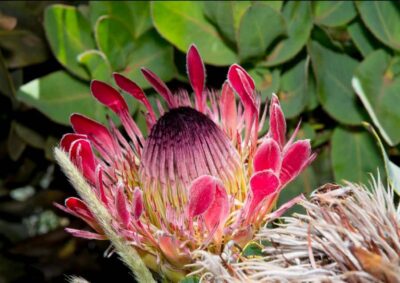Swartberg Mountain Pass Tour with Country Lunch