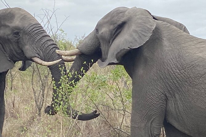 Overnight Kruger National Park Classic Camping Safari - Day two: an early start and a long search for wildlife