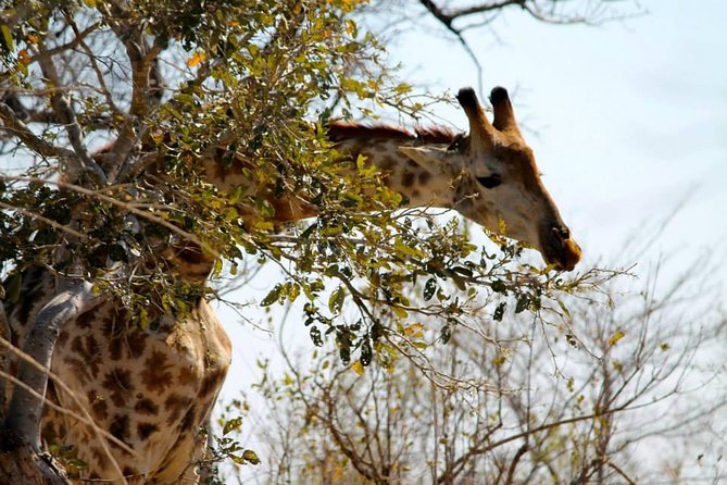 Overnight Kruger National Park Classic Camping Safari - What the $216.44 price covers