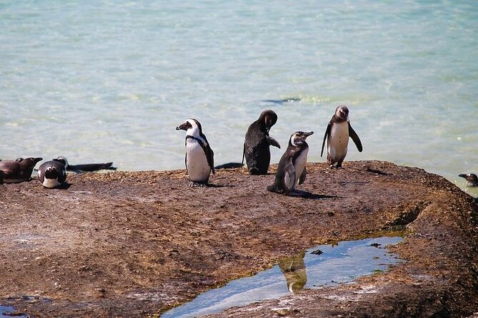 Penguin Encounter Boulders Beach Half Tour Day from Cape Town - Two hours with the African penguins at Boulders Beach