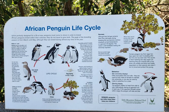 Penguin Encounter Boulders Beach Half Tour Day from Cape Town - Transport, timing, and group size
