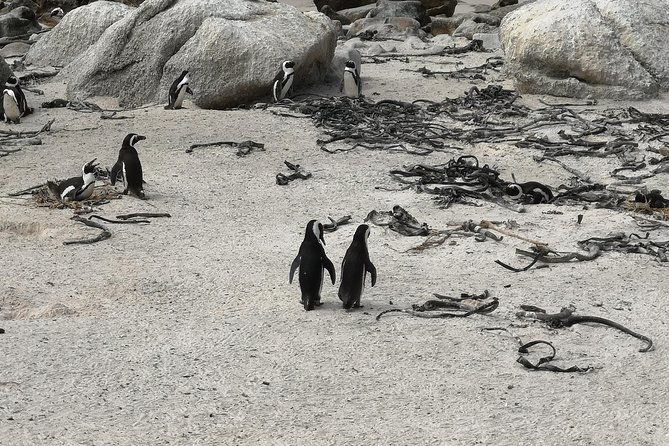 Penguin Time! Private Peninsula Experience. - Cape of Good Hope and Cape Point