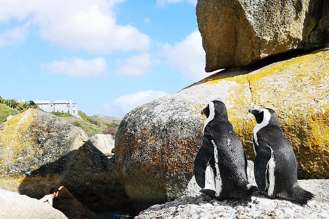 Penguin Time! Private Peninsula Experience. - Adding Kirstenbosch without rushing the day