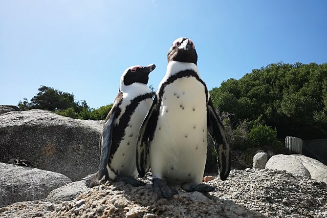 Penguin Time! Private Peninsula Experience. - The vehicle, guide, and practical comforts