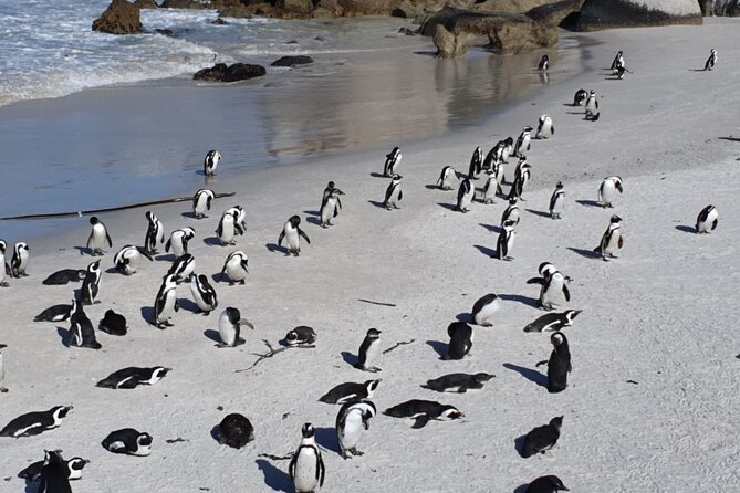 Penguin Watching & Beach Day at Boulder's Beach, Cape Town - Noordhoek Farm Village and the road south