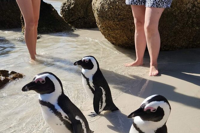 Penguin Watching & Beach Day at Boulder's Beach, Cape Town - Muizenberg’s colorful huts and the final stop