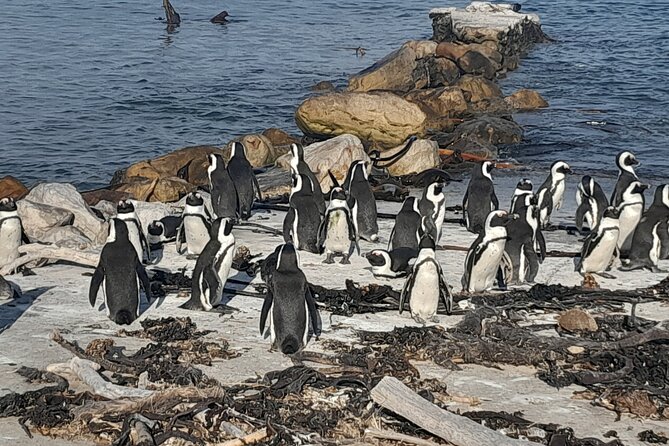 Penguins Boulders Beach and Cape Point Small Group Day Tour - Cape Point: two hours for the day’s main scenery