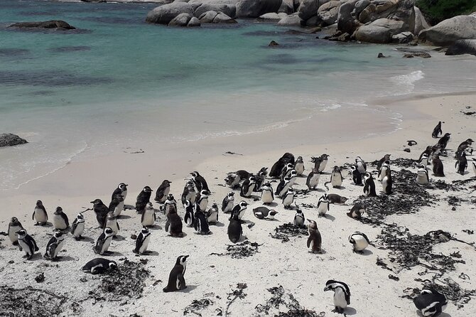 Penguins Cape of Good Hope, Cape Point Private Tour - Starting with penguins at Boulders Beach