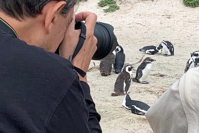 Penguins, Cape Point & Table Mountain. - Chapman’s Peak Drive in half an hour