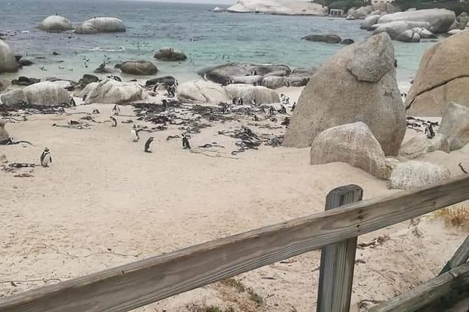 Penguins Viewing, Cape of Goodhope and Winelands Region - The coastal drive toward Constantia