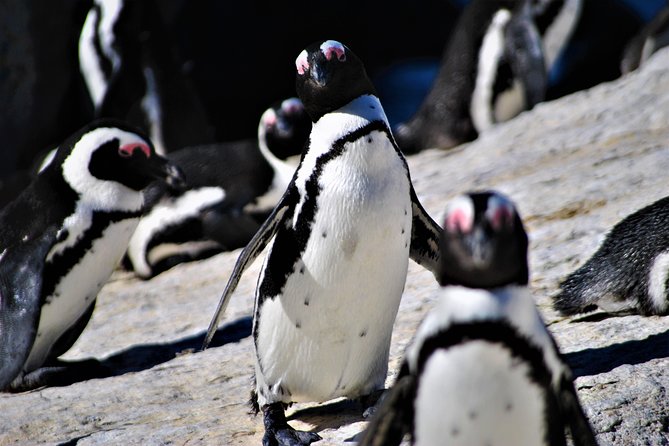 Peninsula Tour - Simon’s Town for history and lunch