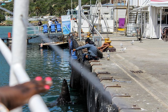 Peninsula Tour Cape Town - Hout Bay Harbour: fish, crafts, and the optional seal boat