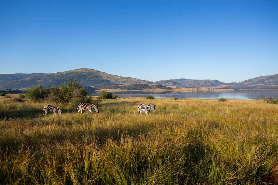 Pilanesberg: 2 Day 3-Star Pilanesberg Safari - Who should book this safari?