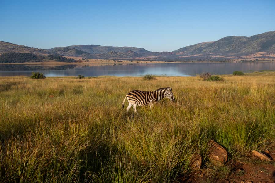 Pilanesberg: 2 Day 3-Star Pilanesberg Safari - Manyane and Bakgatla: what the overnight stay means